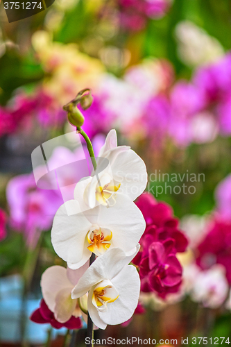 Image of pink orchids at botanical