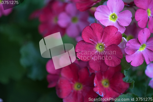 Image of many flowers at garden