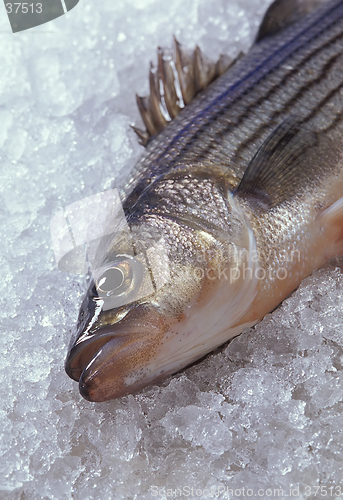 Image of Striped Bass