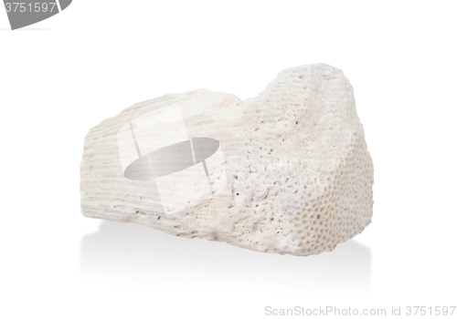 Image of White coral stone  isolated