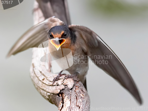 Image of Young Swallow