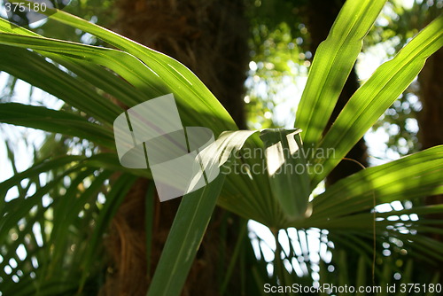 Image of leaf of the palm