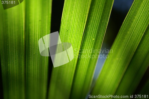 Image of leaf of the palm