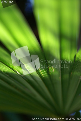 Image of leaf of the palm