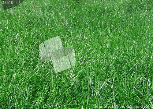 Image of green grass blades