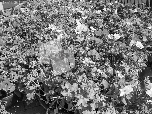 Image of Black and white 
