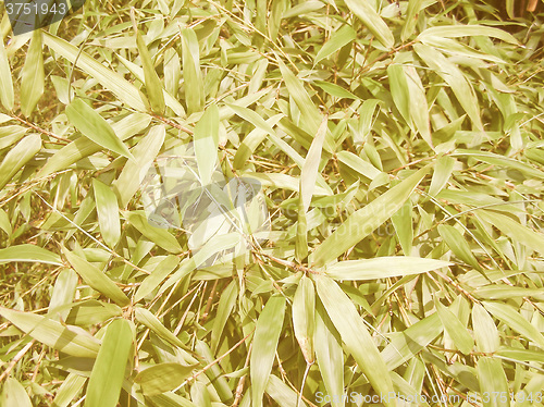 Image of Retro looking Bamboo picture