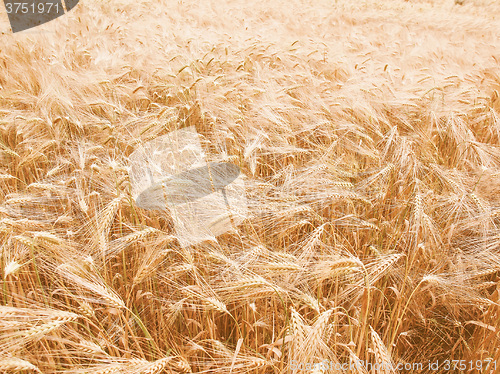 Image of Retro looking Barleycorn field