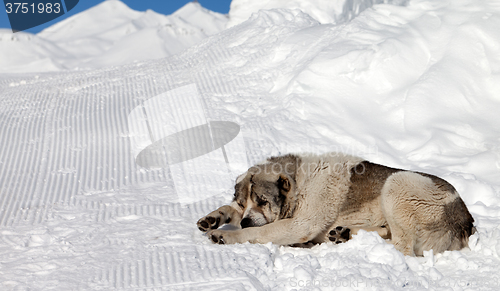 Image of Dog sleeping on snow