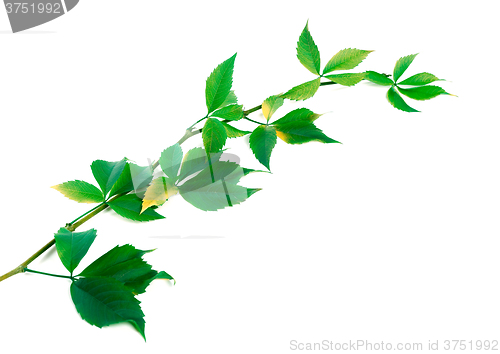 Image of Twig of grapes leaves (Parthenocissus quinquefolia foliage)