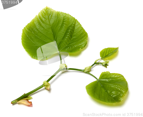 Image of Green linden-tree leafs on white background.