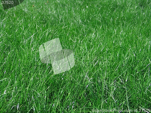 Image of green grass blades