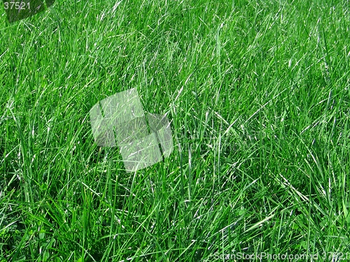 Image of green grass blades