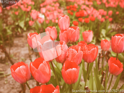 Image of Retro looking Tulips