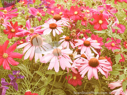 Image of Retro looking Daisy flower