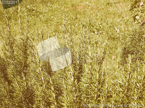 Image of Retro looking Rosemary plant