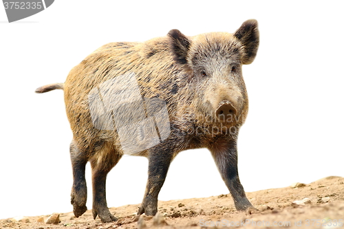 Image of isolated walking wild boar