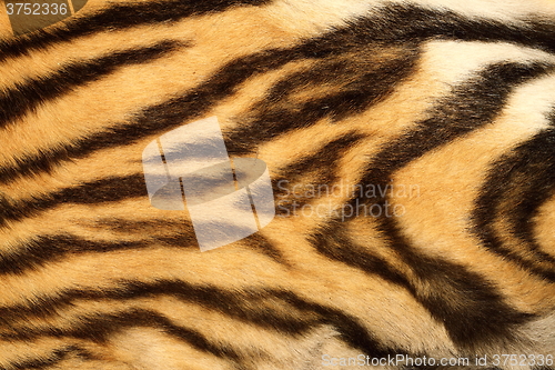 Image of closeup on real tiger fur