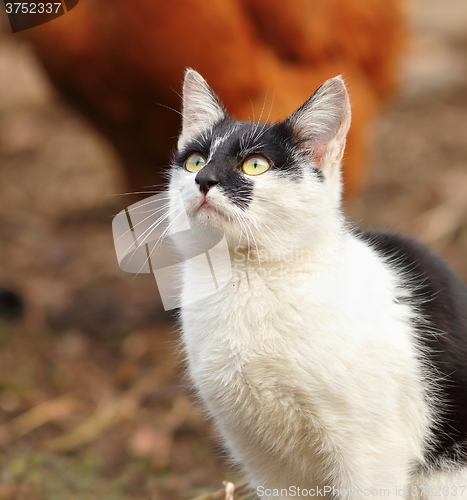Image of curious kitten portrait