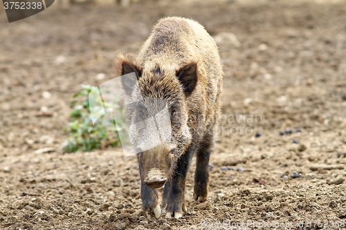 Image of wild boar looking towards camera