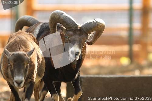 Image of mouflon ram in rut