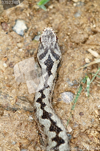 Image of detail on head pattern of common adder