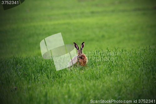 Image of wild hare in green field