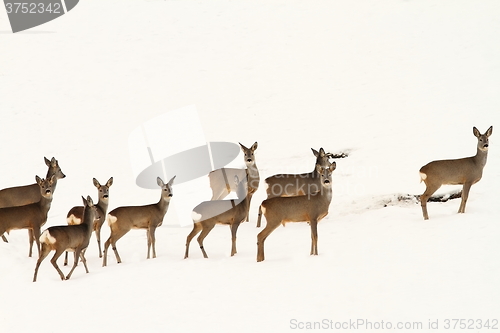 Image of big herd of roe deers