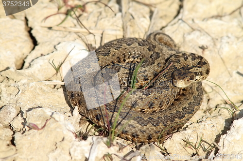 Image of the rare meadow adder in its habitat