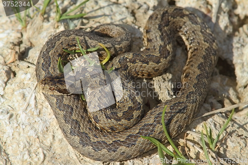 Image of male meadow adder in natural habitat