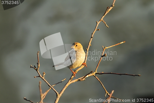 Image of female passer domesticus on twig