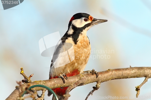 Image of great spotted woodpecker on branch