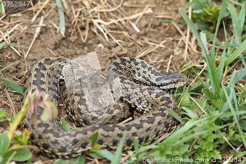 Image of orsini viper in natural habitat