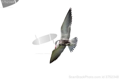 Image of common tern in flight over white