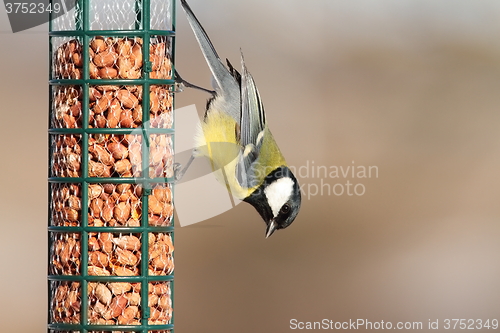 Image of great tit on peanut garden feeder