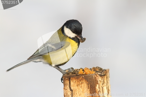 Image of great tit eating sunflower seed