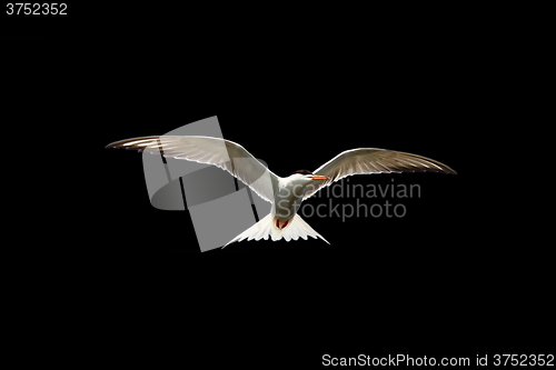 Image of common tern in flight isolated on black