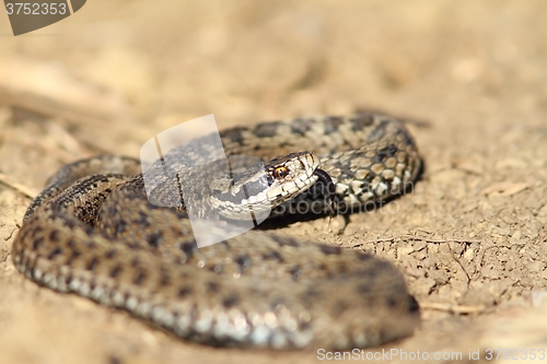 Image of male meadow viper in defensive position