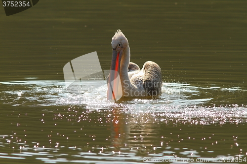 Image of juvenile great pelican on pond