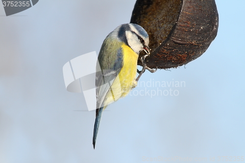 Image of blue tit hanging on lard feeder