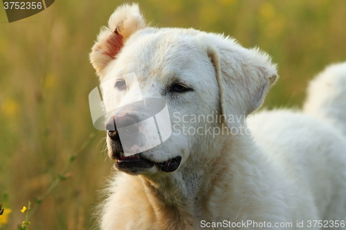 Image of outdoor portrait of romanian white shepherd dog