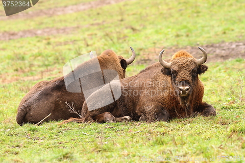 Image of european bisons on green lawn