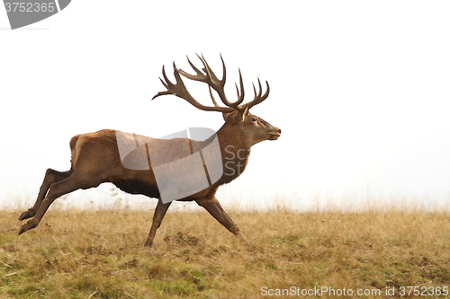 Image of beautiful red deer stag running