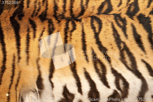 Image of real tiger stripes on animal skin