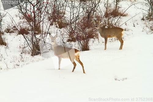 Image of roe deers in the snow