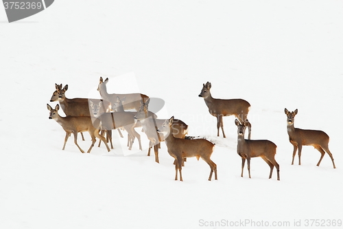 Image of roe deers in a winter day