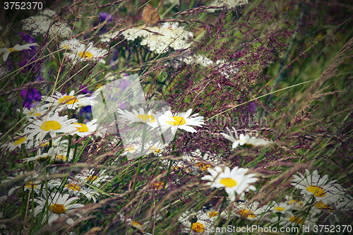 Image of wild daisies in the field