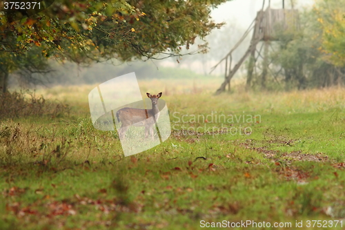 Image of fallow deer doe in the forest