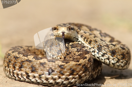 Image of the elusive hungarian  meadow viper