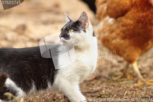 Image of domestic cat in the farmyard